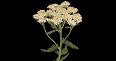 Yarroway, a herb will save the day - My Lovely Oasis Yarrow Oil, Medicinal Herb, Immune System Boosters, Achillea Millefolium, Herbs For Health, The Natural World, Wild Plants, Healing Herbs, Save The Day