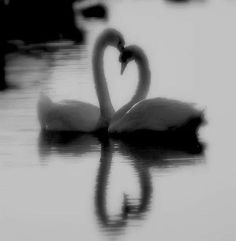 black and white photograph of two swans in the water with their necks shaped like a heart