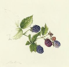 a drawing of raspberries and grapes on a branch with green leafy stems