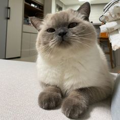 a grey and white cat sitting on top of a bed