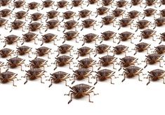 a large group of brown bugs standing next to each other on a white surface in the shape of a heart