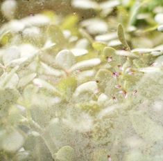 some green plants with pink flowers on them