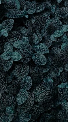 a bunch of leaves that are green and black in the night time, as well as some dark colors