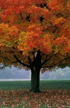 a large tree with lots of leaves on it's ground in the middle of a field