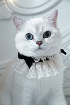 a white cat with blue eyes wearing a black and white lace collar, looking at the camera