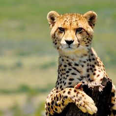 a cheetah sitting on top of a tree stump looking at the camera lens