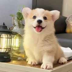 a small white dog sitting on top of a wooden table next to a light bulb