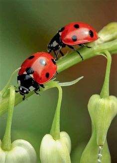 two ladybugs sitting on top of a plant with the caption in russian