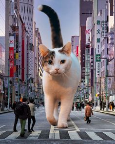 a cat is walking across the street in front of some buildings and people on the sidewalk