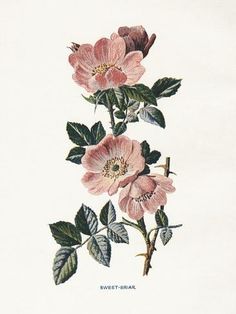 an illustration of pink flowers with green leaves