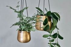 two hanging planters filled with green plants next to each other