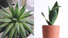 there are two different types of plants in the same pot