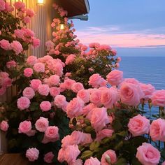 pink roses are blooming along the side of a house by the ocean at sunset