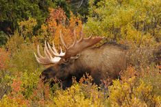 a moose with large antlers walking through tall grass and trees in the fall season