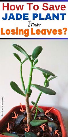 "Jade plant care, Succulent care, Indoor plant care, Plant watering tips, 
Plant leaf loss, Plant stress, Plant health, Plant maintenance, Plant care 
tips, Plant troubleshooting." Trailing Jade Plant, Jade Plant Pruning, Indoor Cactus Plants, Jade Plant Care, Art Sherpa, Jade Plant, Indoor Cactus, Plant Hacks, Indoor Plant Care