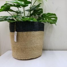 a potted plant sitting on top of a white table