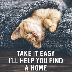 a cat laying on top of a pile of blankets with the caption take it easy i'll help you find a home