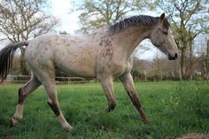 a brown and white horse walking across a lush green field with trees in the background