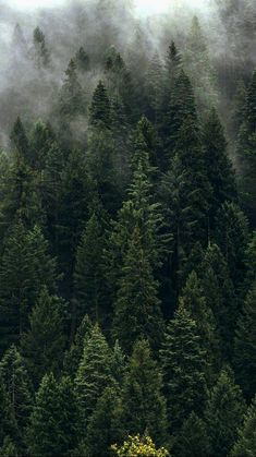 the trees are very tall and green in the foggy forest, with some yellow flowers growing on them