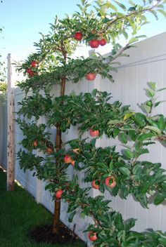 an apple tree is growing on the side of a fence in front of a house