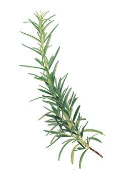 a branch of rosemary on a white background