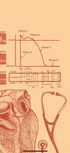 the diagram shows an image of a heart and stethoscope, as well as other medical diagrams