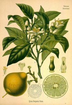 an illustration of some flowers and leaves on a white background with limes in the foreground