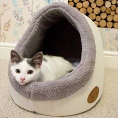 a white and black cat laying in a pet bed