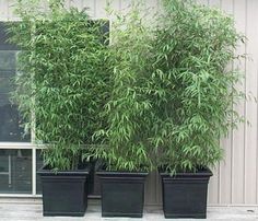 three black planters with green plants in front of a white wall and windowsill