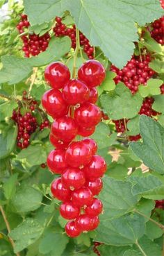 some red berries hanging from a tree with green leaves