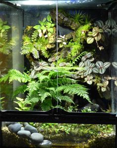 an aquarium filled with plants and rocks