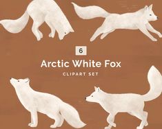 six white fox illustrations on brown paper with the text arctic white fox clipart set