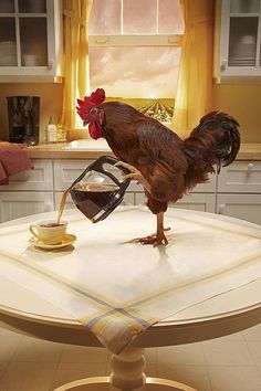 a rooster standing on top of a kitchen counter pouring coffee into a cup and saucer