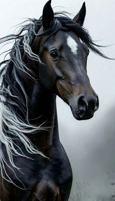 Horse Drawings, Pretty Horses, Beautiful Animals, Beautiful Horses, Nature Beauty, Wild Cats, Beautiful World, Animals Beautiful