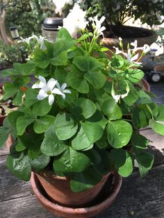 a potted plant with white flowers and green leaves sitting on a wooden table outside