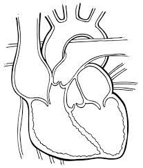 the human heart is shown in this black and white drawing, it appears to be an organ