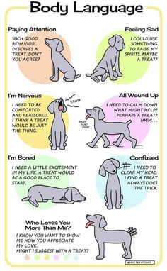 the dog's body language is important for dogs to learn and understand how to use it