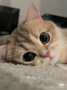 an orange cat laying on top of a carpet