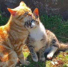 two cats are sitting in the grass and one has its mouth open