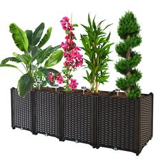 an assortment of plants are arranged in a row