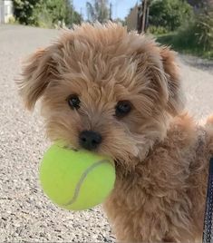 a small dog holding a tennis ball in its mouth