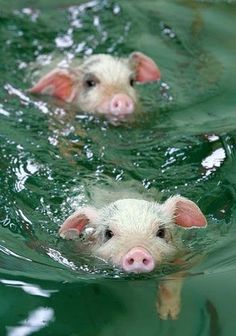 two small pigs swimming in the water