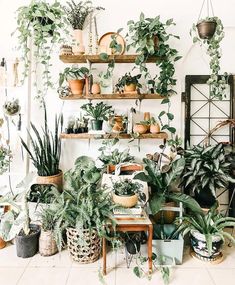 a room filled with lots of potted plants