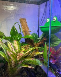 a green frog sitting on top of a plant in a fish tank next to other plants