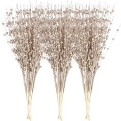 four stems of dried flowers on a white background