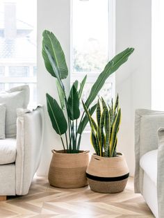 two potted plants sitting on top of a wooden floor next to a white couch