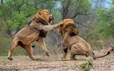 Angry Lion, Long Books, Lion Pride, Cat Reference, Very Angry, Southern Africa