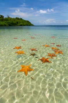 several starfish in shallow water near an island