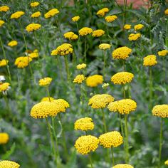 many yellow flowers are growing in the grass