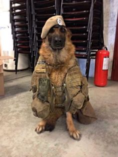 a dog wearing a hat and jacket sitting on the floor